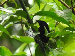 Laniarius leucorhynchus