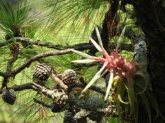 Tillandsia streptophylla