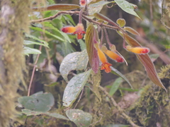 Columnea strigosa