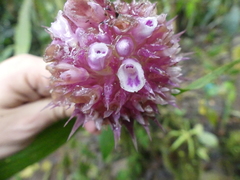 Elleanthus capitatus