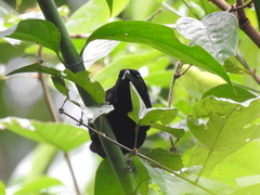 Laniarius leucorhynchus