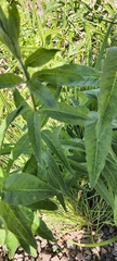 Lysimachia vulgaris