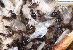 Tetramorium tsushimae