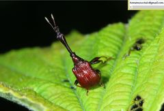 Paracycnotrachelus