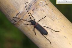 Anoplistes halodendri