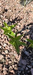 Lysimachia vulgaris