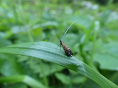 Nemophora ochsenheimerella