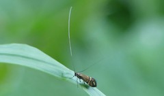 Nemophora ochsenheimerella