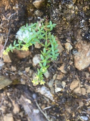 Galium californicum