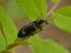 Selatosomus aeneus