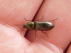 Selatosomus aeneus