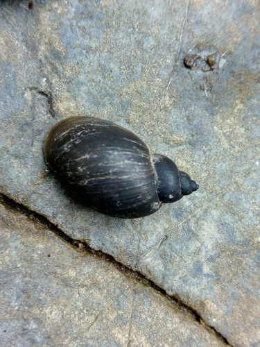 vodniak premenlivý (Peregriana peregra)
