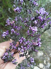 Amphithalea violacea