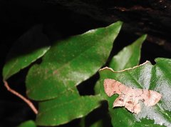 Dysaethria fulvihamata