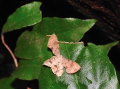 Dysaethria fulvihamata