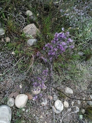 Amphithalea violacea