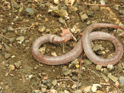 Tehuantepec Hooknose Snake