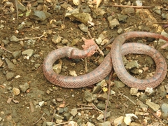 Colubrinae