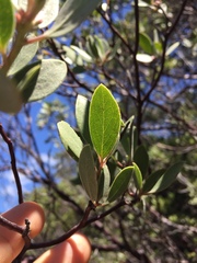 Arctostaphylos bakeri sublaevis