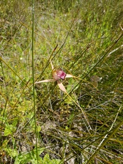 Caladenia paludosa