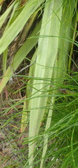 Hypoxis villosa
