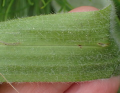 Hypoxis villosa