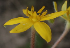 Hypoxis villosa