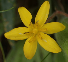 Hypoxis villosa