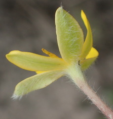 Hypoxis villosa