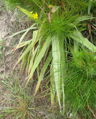 Hypoxis villosa