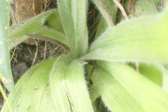 Hypoxis villosa