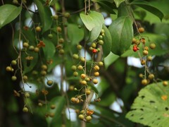 Celastrus paniculatus