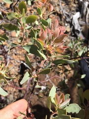 Arctostaphylos viscida pulchella