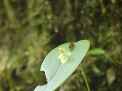 Pleurothallis epiglottis