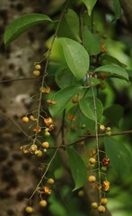 Celastrus paniculatus