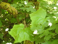 Bryonia