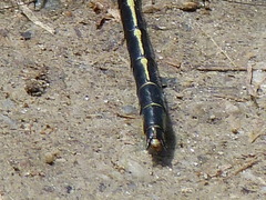 Phanogomphus descriptus