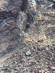 Streptanthus barbiger