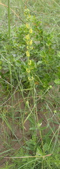 Manulea obovata