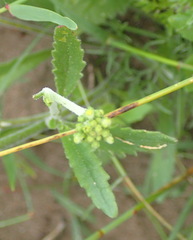 Manulea obovata