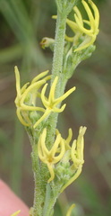 Manulea obovata