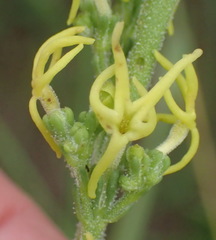 Manulea obovata