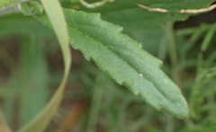 Manulea obovata