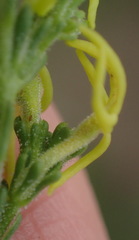 Manulea obovata