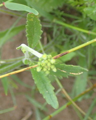 Manulea obovata