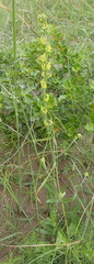 Manulea obovata