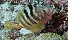 Rock Grouper photo 4