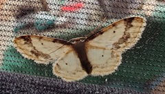 Idaea trigeminata