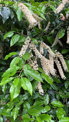 Prunus lusitanica