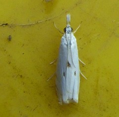 Microcrambus biguttellus